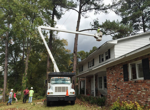 Best Leaf Removal  in Massanutten, VA